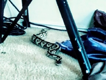 Any – Ball Python - Female