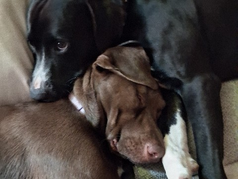 Mixed Breed – need to find a home with kids – Escondido