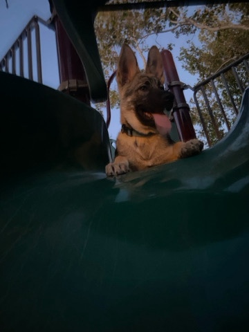 German Shepherd – German shepherd
