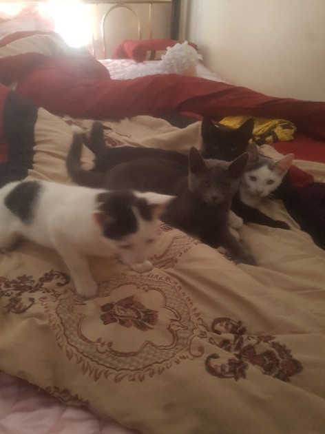 Australian Mist – Cats for a new home