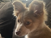 Australian Shepherd – Playful Australian Shepherd Puppy for Sale – Wagoner – Wagoner