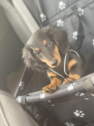 Dachshund – Cute puppy . needs new home asap
