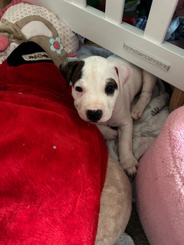 American Pit Bull Terrier – Puppy For Sale