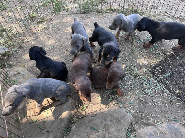 Doberman pincher puppies