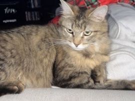 Russian White, Black and Tabby – loki – Phoenix