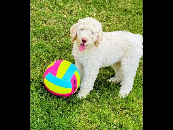 Poodle – Cosmo! Standard poodle puppy – Arlington