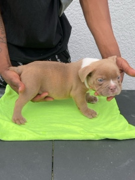 American Bulldog – looking for a new home