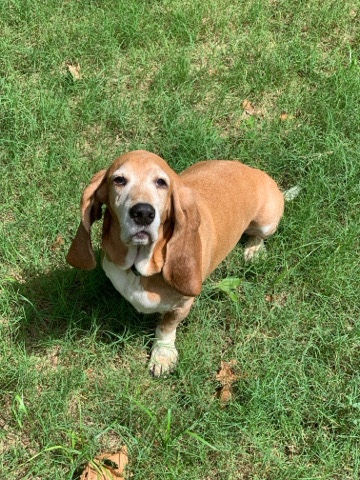 Looking for a new loving home & family for Copper.