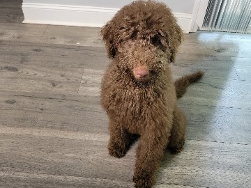 Goldendoodle – Standard Goldendoodle – Stonecrest