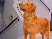 Image of Golden Retriever