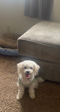 Poodle – puppy