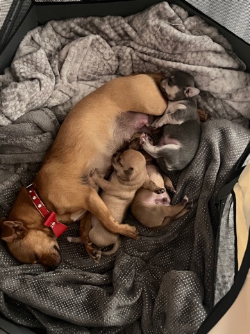 Chihuahua – apple head Chihuahua puppies