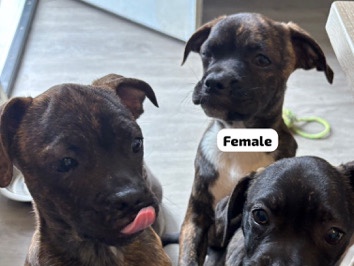 Mixed Breed – puppy – West Covina
