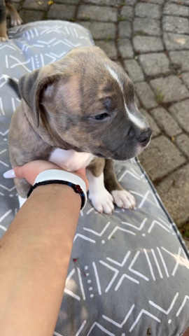 American Bulldog – Puppies