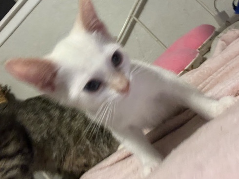 free kitten pls take home :( – Riverside