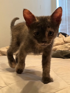 kitten / Britney (F)