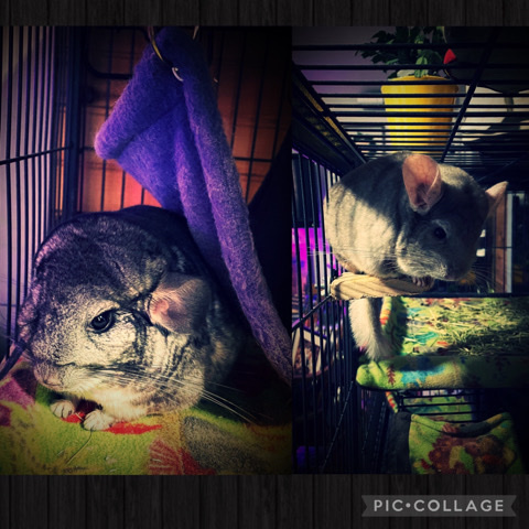 chinchilla – chinchillas Males TWO