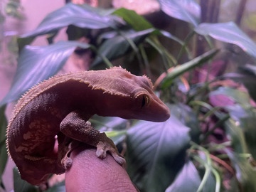 crested gecko pinstripe breeding pair(fogger and tank included)