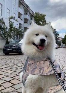 Samoyed – Wunderschöner Samojeden Rüde dringend abzugeben!