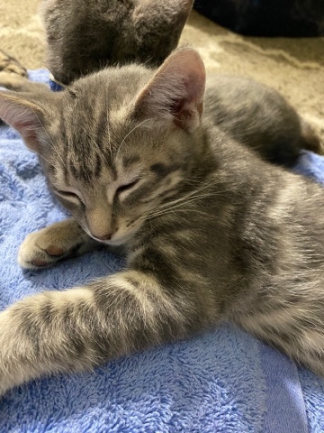 kittens