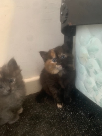 here I have 4 outstanding girl kittens