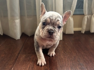 French Bulldog – Milo – Milwaukee