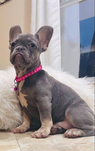 French Bulldog – French Bulldog Female