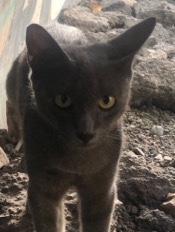Jamaican Russian blue kitty