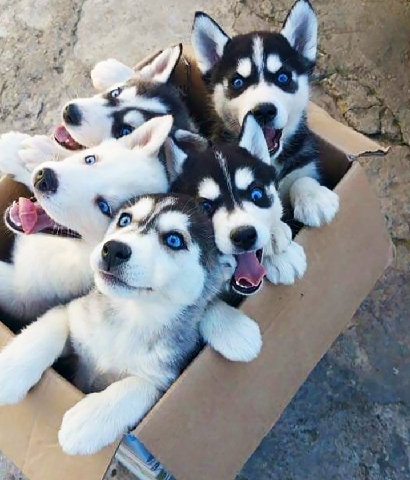 Labrador Husky – Huskies puppies for sale