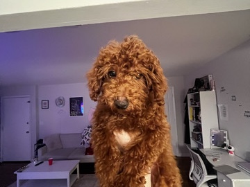 Poodle – MINI POODLE!!! – Perth Amboy
