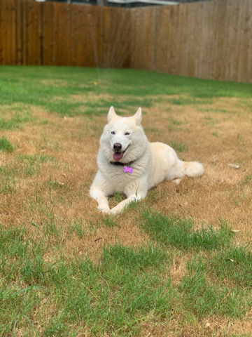 Labrador Husky – Looking for a new loving and caring home for Kida.
