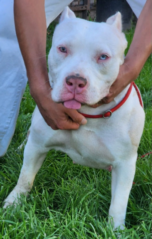 White female XL American Bully