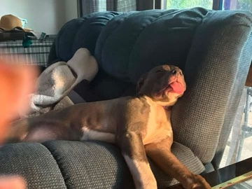 American Pit Bull Terrier – Lola💕 – Belleville