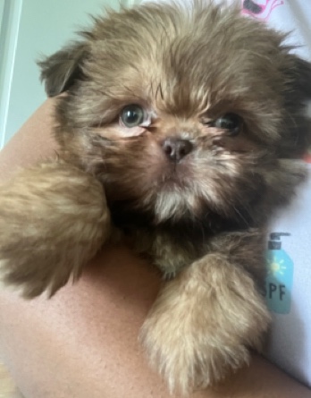 Shih Tzu – Shih tzu puppy