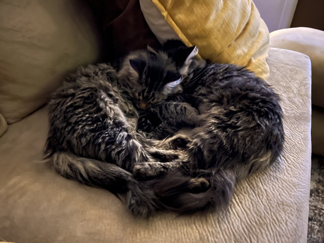 Maine Coon – Bonded Mini MaineCoon Brothers Seeking Their Forever Home 🖤🐾 – Fort Collins