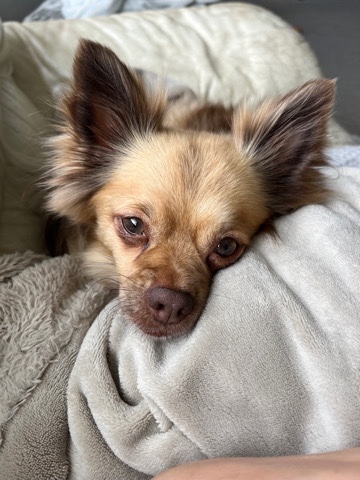 Pomeranian – lovingly friendly boy pomchi