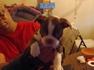 Boston Terrier Puppies