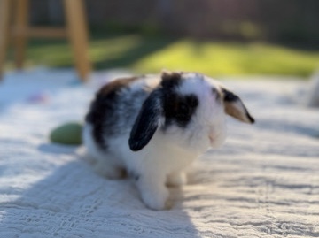 Holland Lop – Holland lop bunny – Ontario