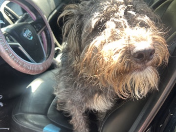 Labradoodle – Ace – Griffith