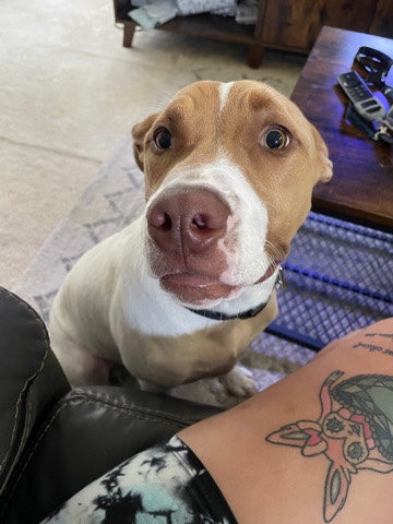 American Pit Bull Terrier – samson needs a foreverrr home!