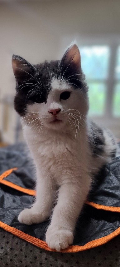 3 kittens for sale