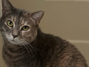 American Shorthair – Meet Hazy – Chesapeake