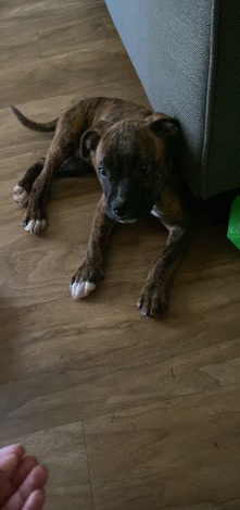 Petit Bleu de Gascogne – Puppy, pitbull, brindle