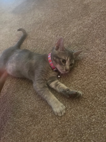 American Shorthair – feline dsh kitten she’s 4 months