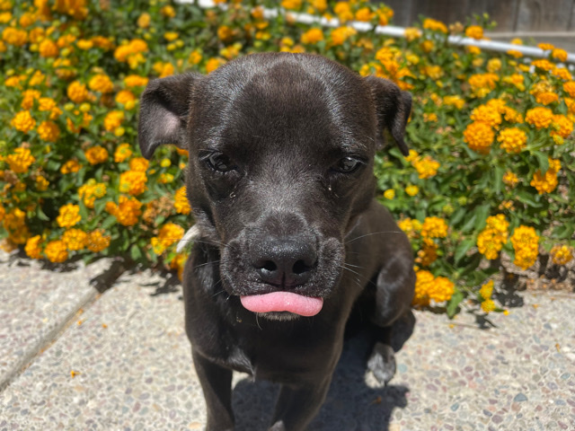 petshome%2Fadverts%2FFbN2b3uJkSfS2C3fOmyB%2Fmain image