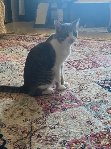 American Shorthair – Rehome Pet