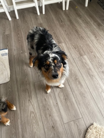 Miniature Australian Shepherd – Mini Australian Shepard