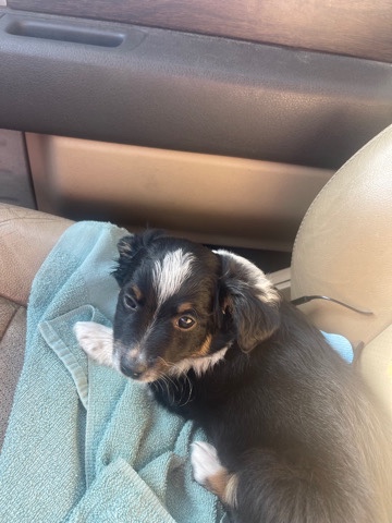 MOE mini/toy aussie