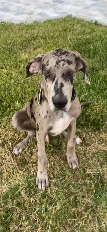 Great Dane – male great dane