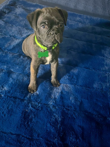 Boston Terrier – Designer puppies